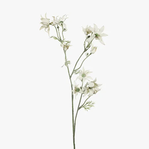 Flannel Flower - double stem