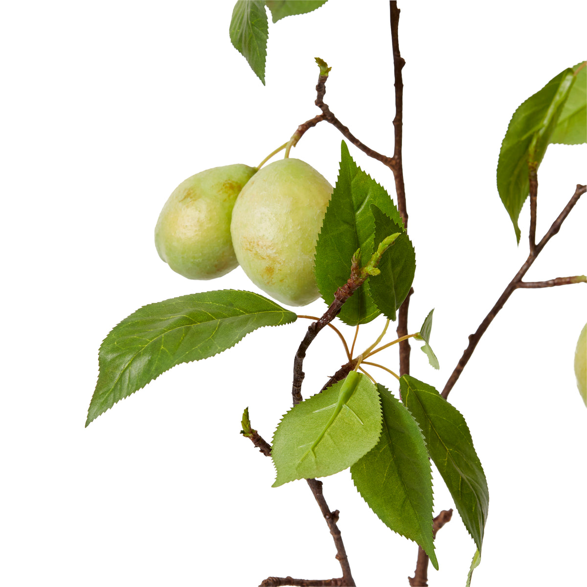 Fruit Branch Green