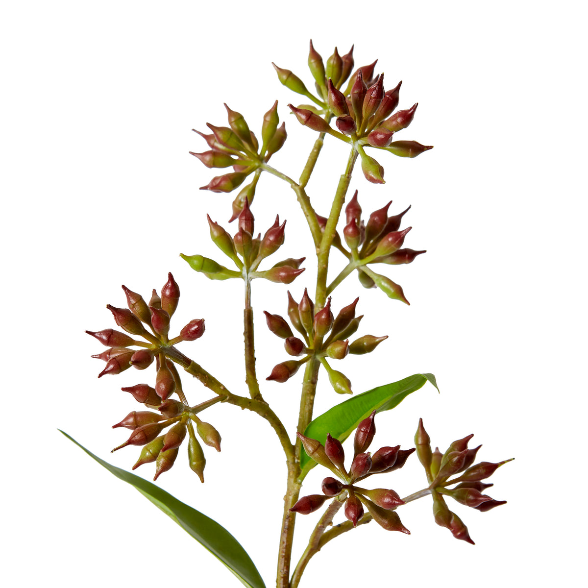 Eucalyptus Jarrah Seed Spray