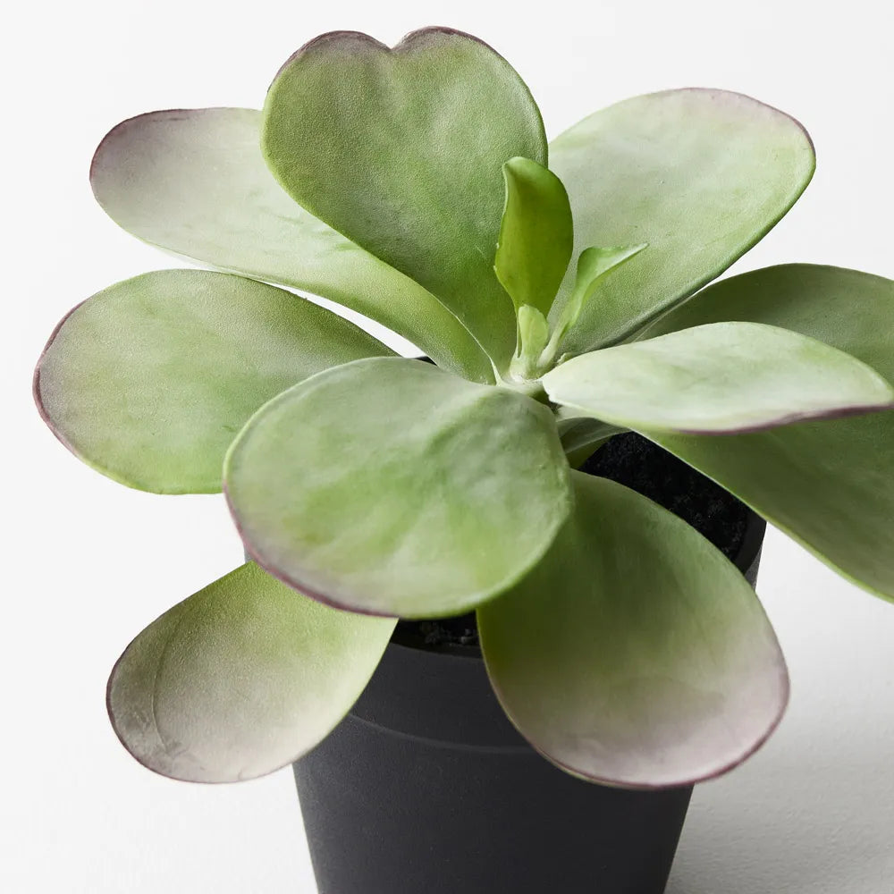 Kalanchoe Flapjack