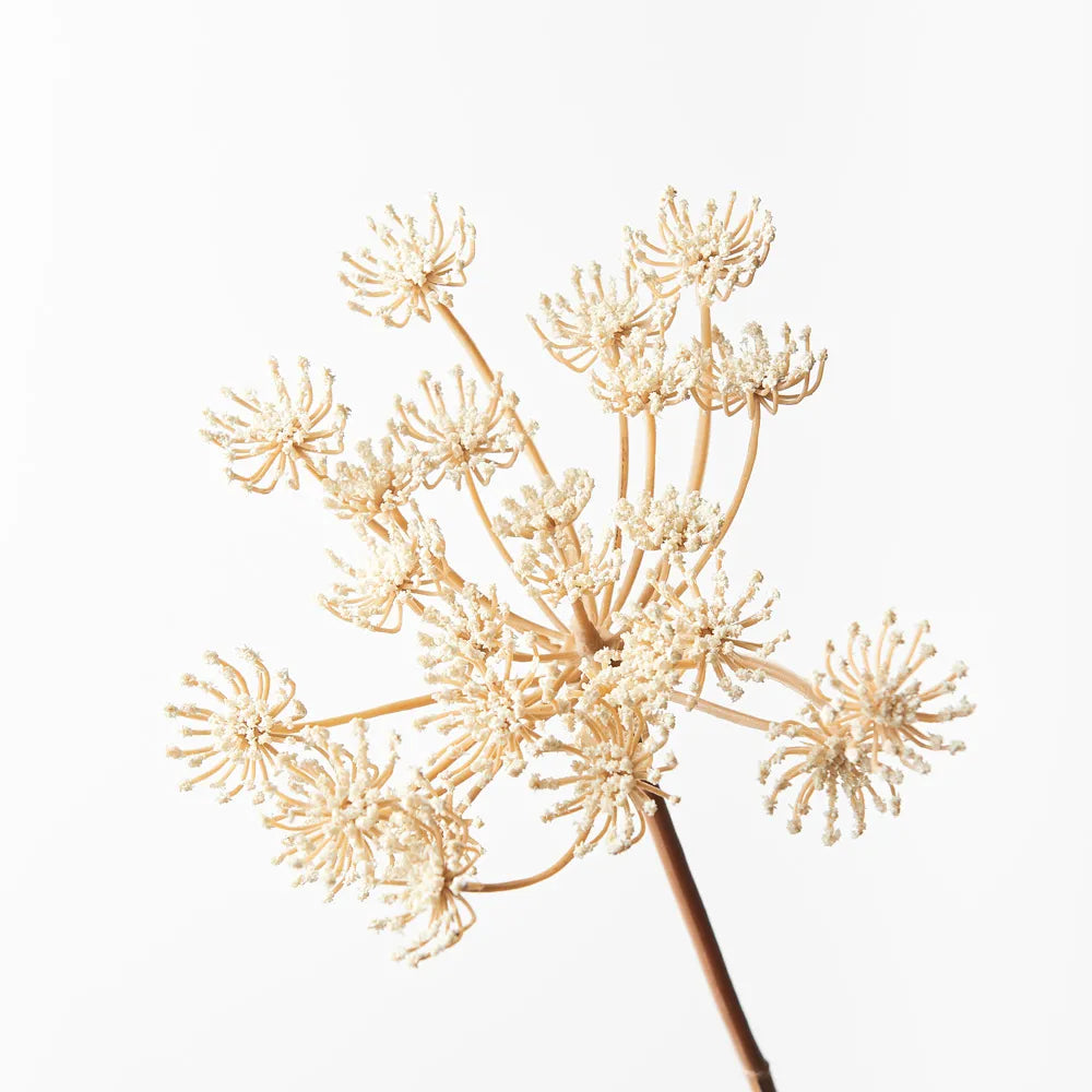 Queen Anne's Lace