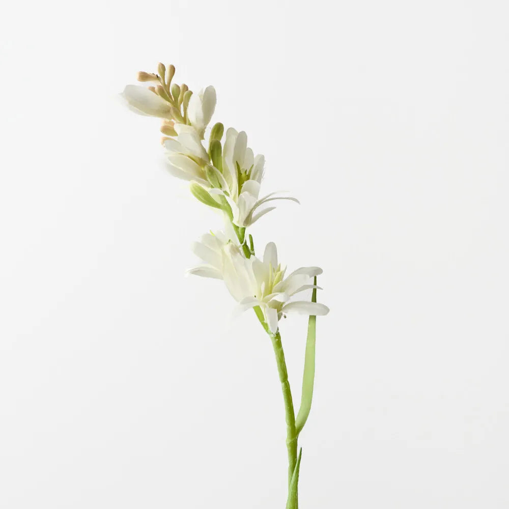 Tuberose