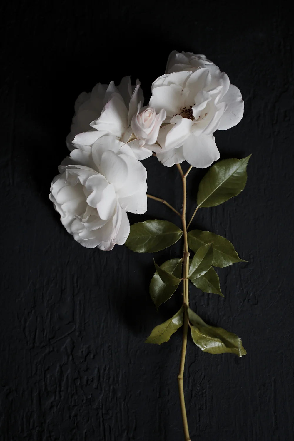 Greeting Cards by Lyn McCreanor