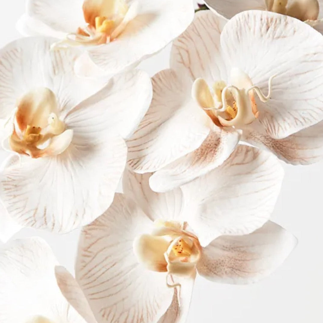 Orchid Phalaenopsis Dove