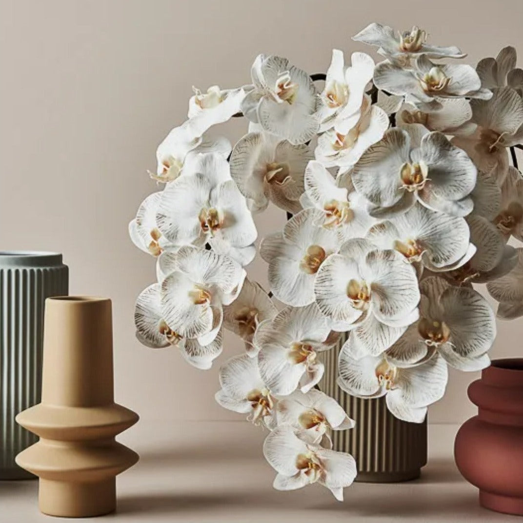 Orchid Phalaenopsis Dove