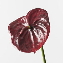 Anthurium Burgundy