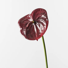 Anthurium Burgundy