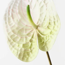Anthurium White