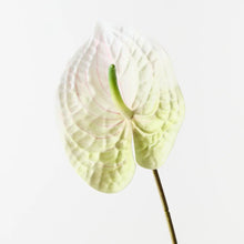 Anthurium White