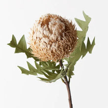 Banksia Acorn Stem