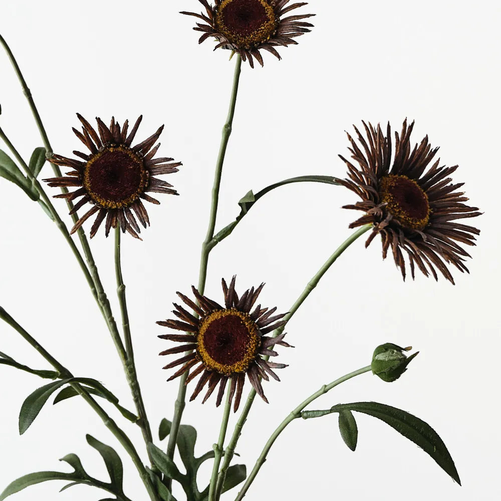Daisy Spray Chocolate