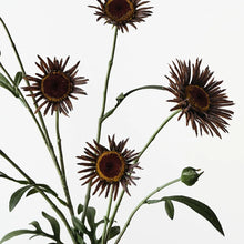 Daisy Spray Chocolate
