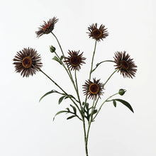 Daisy Spray Chocolate