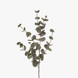 Eucalyptus Silver Dollar Dark Green