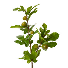 Fig Branch Green