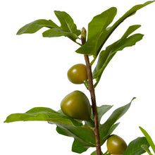 Fig Branch Green