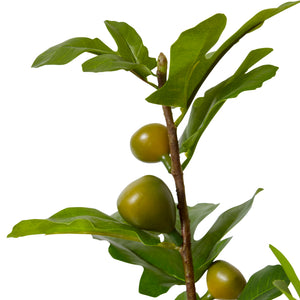 Fig Branch Green