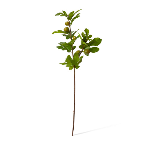 Fig Branch Green
