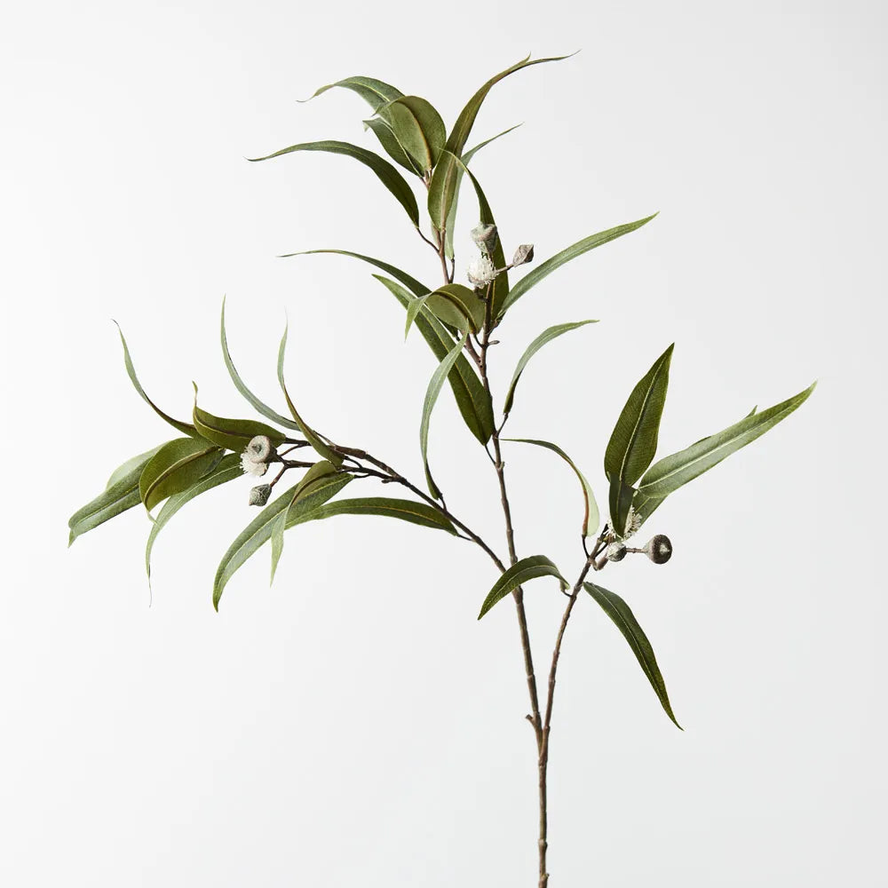 Flowering Eucalyptus Pod