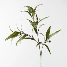 Flowering Eucalyptus Pod