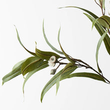 Flowering Eucalyptus Pod