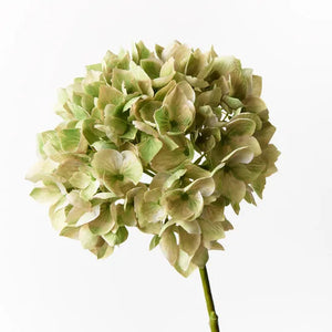 Hydrangea - Green