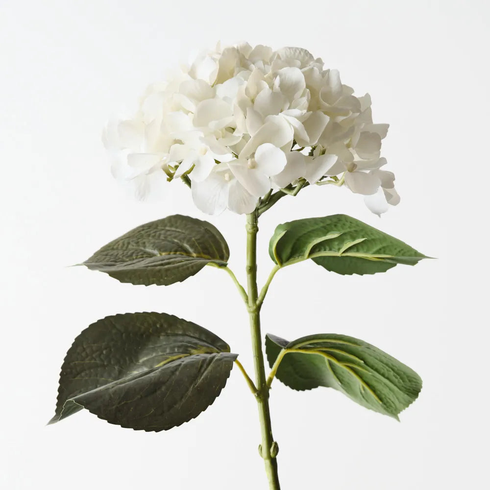 Hydrangea Winter White