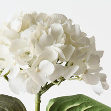Hydrangea Winter White