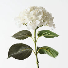 Hydrangea Winter White