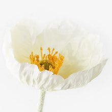 Iceland Poppy - White
