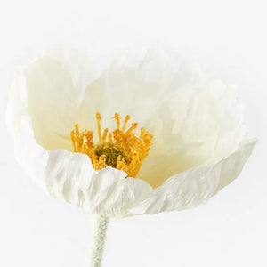 Iceland Poppy - White