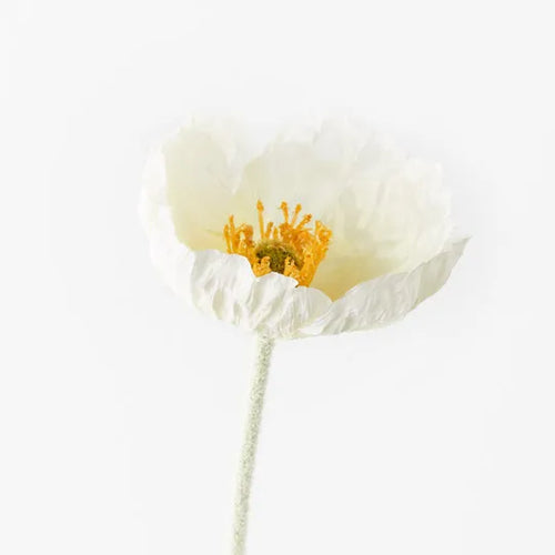 Iceland Poppy - White