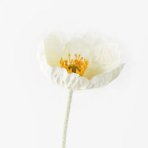 Iceland Poppy - White