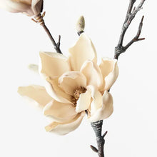 Japanese Magnolia Cream