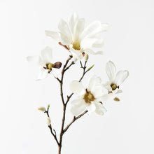 Japanese Magnolia - White