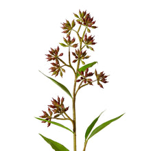 Eucalyptus Jarrah Seed Spray