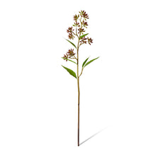 Eucalyptus Jarrah Seed Spray
