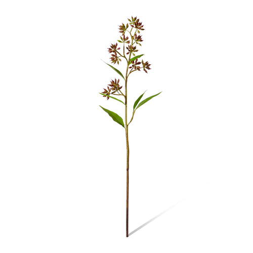 Eucalyptus Jarrah Seed Spray