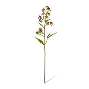 Eucalyptus Jarrah Seed Spray