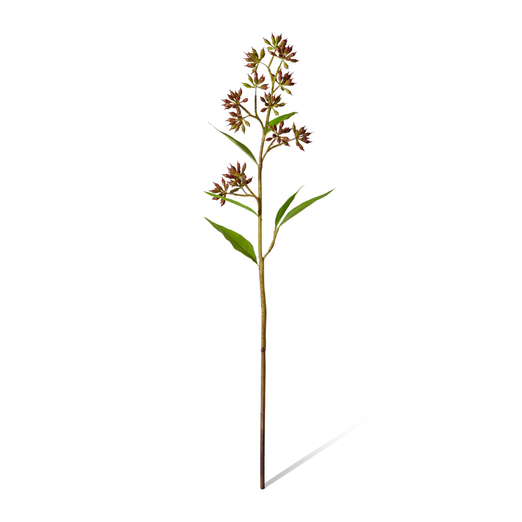 Eucalyptus Jarrah Seed Spray