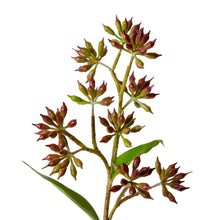 Eucalyptus Jarrah Seed Spray