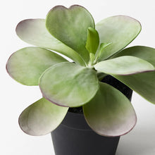 Kalanchoe Flapjack