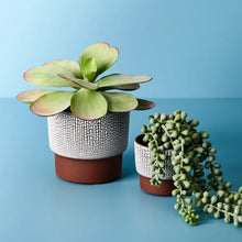 Kalanchoe Flapjack