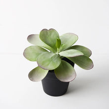 Kalanchoe Flapjack