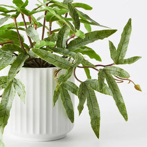 Kangaroo Fern in Pot