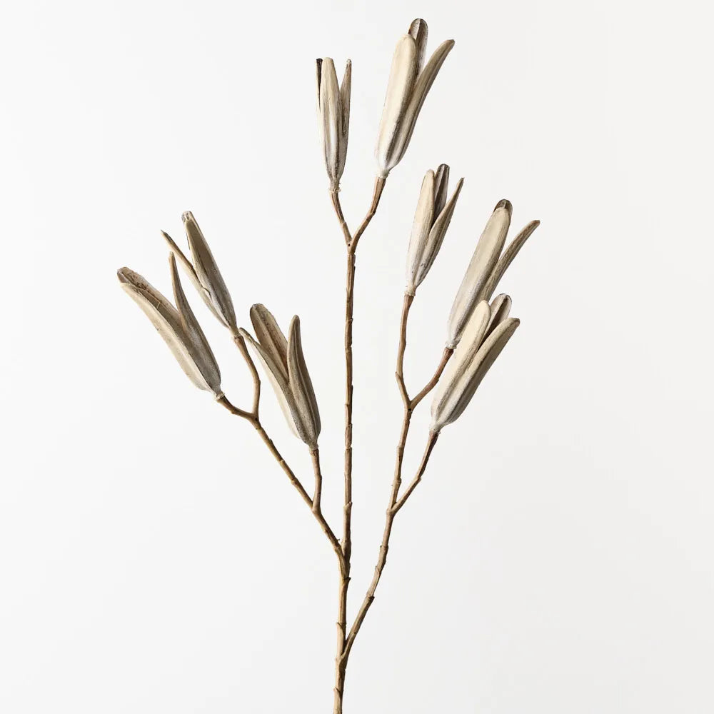 Lily Seed Pod