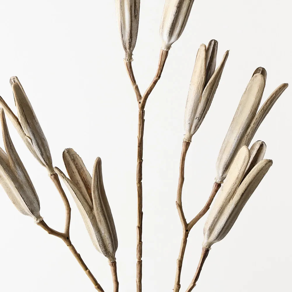 Lily Seed Pod