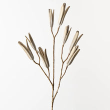 Lily Seed Pod