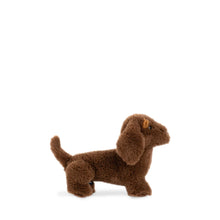 Lump the Dachshund