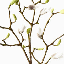 Magnolia Bud Spray - White